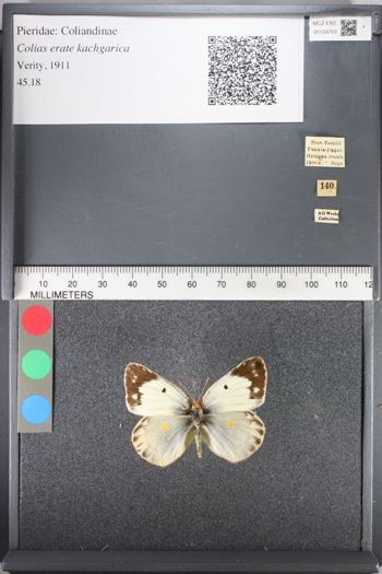 Media type: image;   Entomology 124753